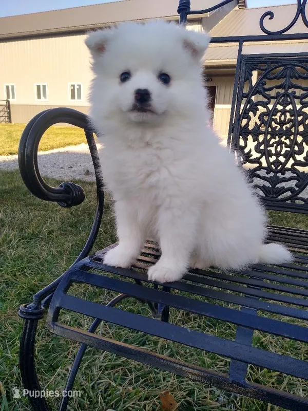 Darin – American Eskimo puppy for sale in Millersburg, IN
