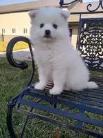 Darin, a male American Eskimo for sale in Millersburg, IN – Photo 1 of 2