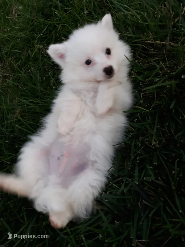 Stacy – American Eskimo puppy for sale in Millersburg, IN