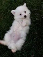 Stacy, a female American Eskimo for sale in Millersburg, IN – 1 of 3