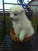 Steve, a female American Eskimo for sale in Millersburg, IN – 3 of 4
