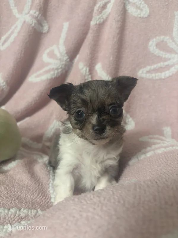 Speck – Chihuahua puppy for sale in Abingdon, VA