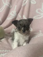 Speck, a male Chihuahua for sale in Abingdon, VA – 1 of 6