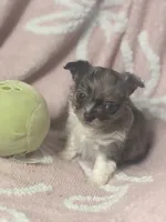 Speck, a male Chihuahua for sale in Abingdon, VA – 3 of 6