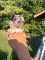 Speck, a male Chihuahua for sale in Abingdon, VA – 5 of 6