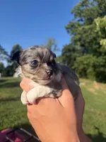 Speck, a male Chihuahua for sale in Abingdon, VA – 2 of 6