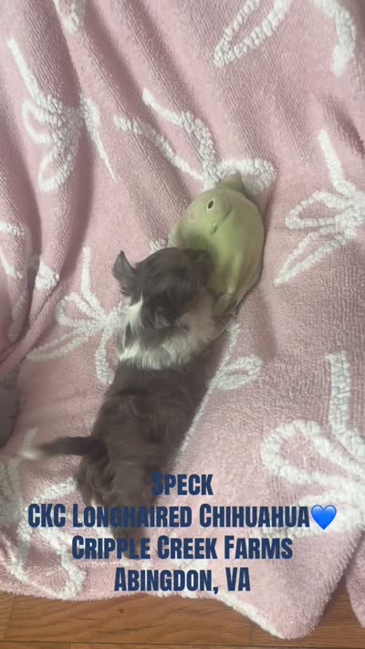 Speck, a male Chihuahua for sale in Abingdon, VA – 6 of 6