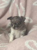 Speck, a male Chihuahua for sale in Abingdon, VA – 4 of 6