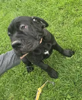 Black female, a female Neapolitan Mastiff for sale in Port Crane, NY – 3 of 4