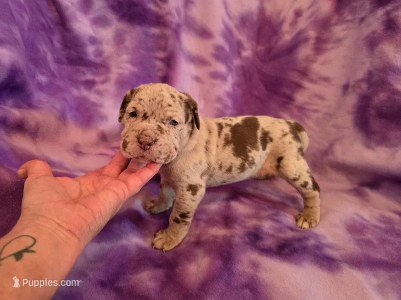 Merle girl – American Mastiff puppy for sale in Port Crane, NY