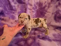 Merle girl, a female American Mastiff for sale in Port Crane, NY – 1 of 3
