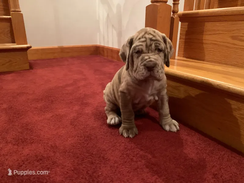 Merle girl – Neapolitan Mastiff puppy for sale in Port Crane, NY