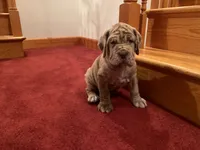Merle girl, a female Neapolitan Mastiff for sale in Port Crane, NY – 1 of 3