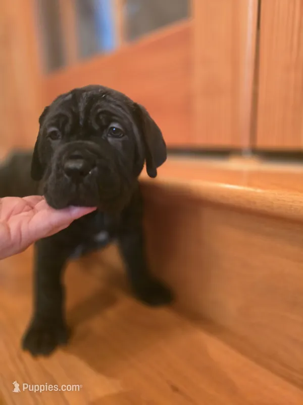 Ebony – American Mastiff puppy for sale in Port Crane, NY