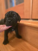 Ebony, a female American Mastiff for sale in Port Crane, NY – 2 of 5