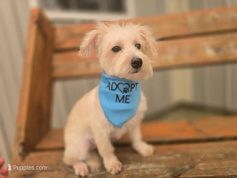 Theo – Westiepoo puppy for sale in Port Crane, NY