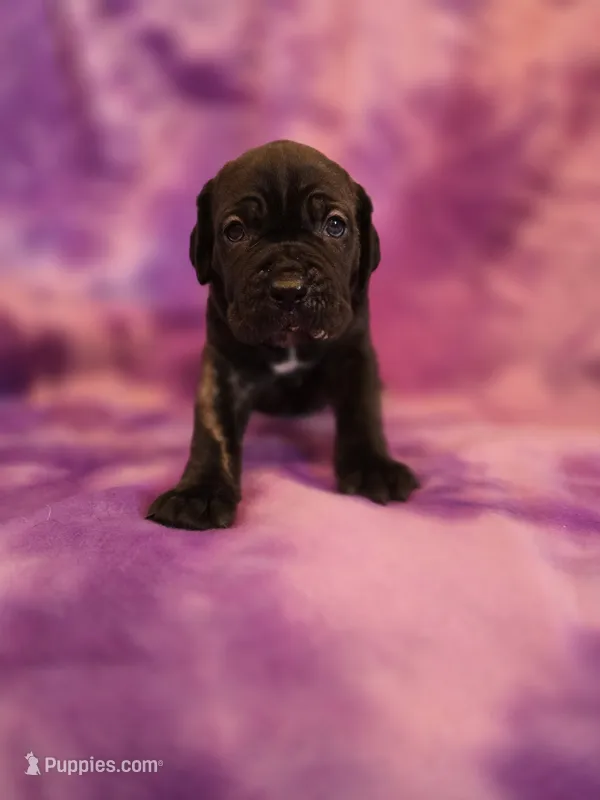 Brindle girl – American Mastiff puppy for sale in Port Crane, NY