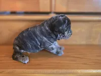 Drake, a male American Mastiff for sale in Port Crane, NY – 1 of 3