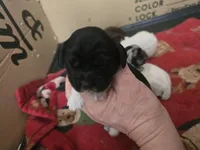 Oreo, a female Cocker Spaniel for sale in Port Crane, NY – Photo 1 of 2