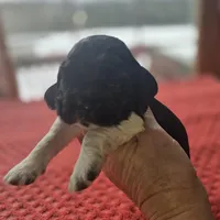 Oreo, a female Cocker Spaniel for sale in Port Crane, NY – Photo 2 of 5