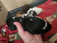 Oreo, a female Cocker Spaniel for sale in Port Crane, NY – Photo 2 of 2