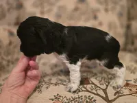 Oreo, a female Cocker Spaniel for sale in Port Crane, NY – Photo 5 of 5