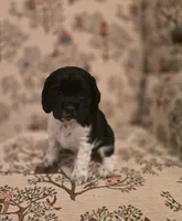 Oreo, a female Cocker Spaniel for sale in Port Crane, NY – Photo 3 of 5