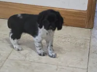 Oreo, a female Cocker Spaniel for sale in Port Crane, NY – Photo 1 of 5