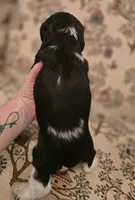 Oreo, a female Cocker Spaniel for sale in Port Crane, NY – Photo 4 of 5