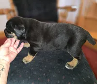 Male 2, a male American Mastiff for sale in Port Crane, NY – Photo 3 of 3