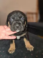 Male 2, a male American Mastiff for sale in Port Crane, NY – Photo 1 of 3