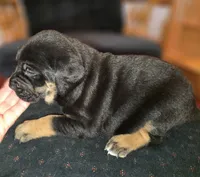 Male 2, a male American Mastiff for sale in Port Crane, NY – Photo 2 of 3