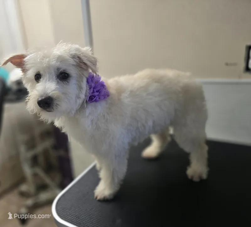 Sassy – Westiepoo puppy for sale in Port Crane, NY