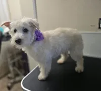 Sassy, a female Westiepoo for sale in Port Crane, NY – 1 of 3