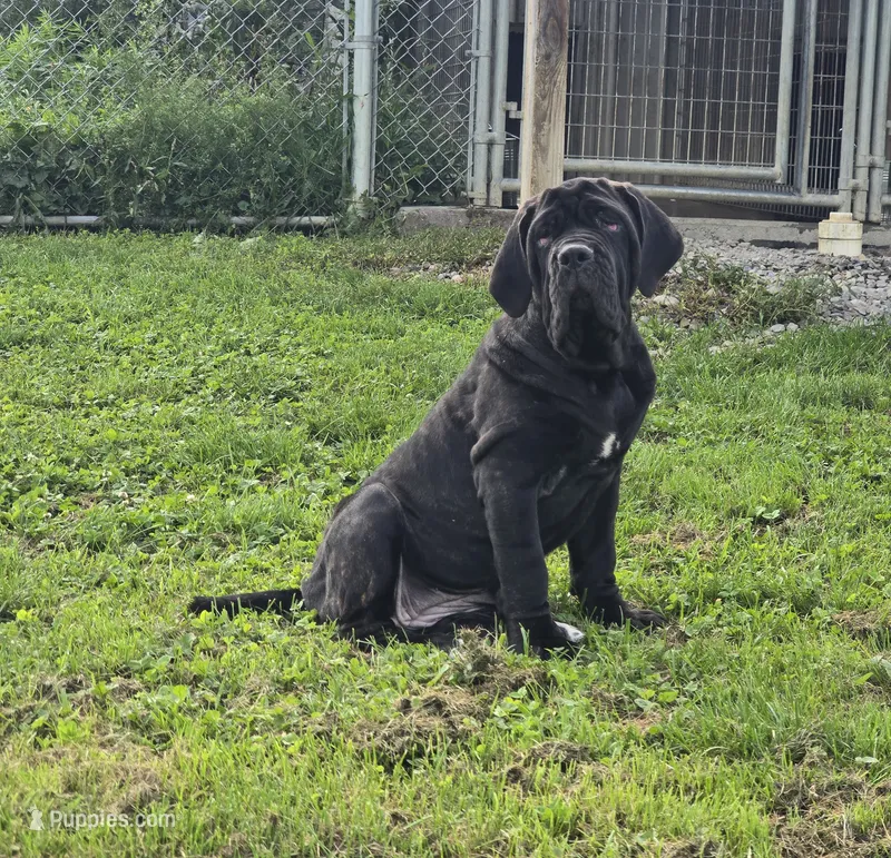 Ingrid – Great Dane, Neapolitan Mastiff puppy for sale in Port Crane, NY