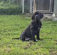 Ingrid, a female Great Dane and Neapolitan Mastiff for sale in Port Crane, NY – 1 of 5