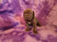 Coco, a female American Mastiff for sale in Port Crane, NY – 2 of 4