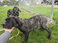 Brindle girl, a female Neapolitan Mastiff for sale in Port Crane, NY – 7 of 7