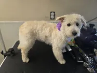 Sassy, a female Westiepoo for sale in Port Crane, NY – 3 of 3