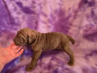 Coco, a female American Mastiff for sale in Port Crane, NY – 3 of 4