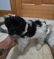 Miss Bella, a female Havapoo for sale in Port Crane, NY – Photo 3 of 3