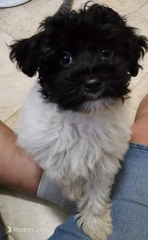 Miss Bella, a female Havapoo for sale in Port Crane, NY – Photo 1 of 3