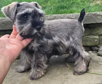 Lucy, a female Miniature Schnauzer for sale in Port Crane, NY – Photo 2 of 2