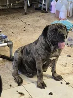 Dozer, a male American Mastiff for sale in Port Crane, NY – 6 of 7