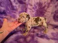 Merle girl, a female American Mastiff for sale in Port Crane, NY – 2 of 3