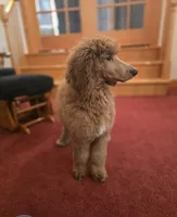 Lily, a female Poodle - Standard  for sale in Port Crane, NY – Photo 1 of 2