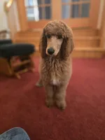 Lily, a female Poodle - Standard  for sale in Port Crane, NY – Photo 2 of 2