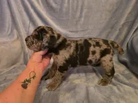 Erle, a male Neapolitan Mastiff for sale in Port Crane, NY – 4 of 5