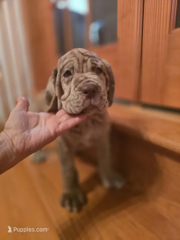 Merle girl – Neapolitan Mastiff puppy for sale in Port Crane, NY
