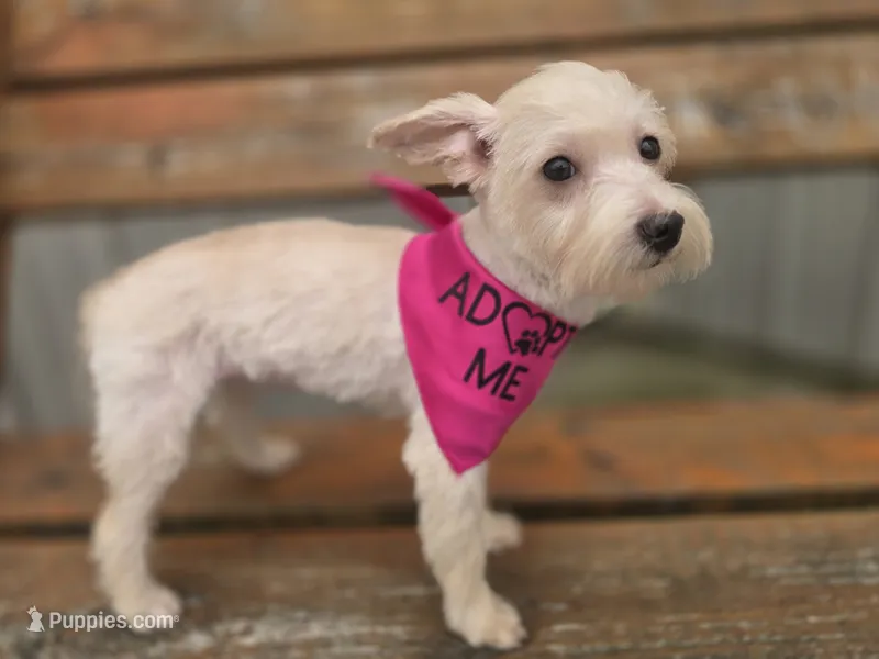 Zoey – Westiepoo puppy for sale in Port Crane, NY